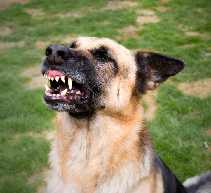 dog-bite-lawyers-san-diego - Gilleon Law Firm, APCGilleon Law Firm, APC